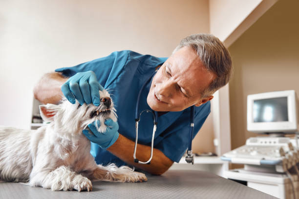 Best Same-Day Emergency Dental Services in Forest City, PA